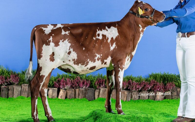 Sired by Troutbeck daring - Trerose Daring Babycham, she sells in the Rosehill Sale on the 6th December 2024.