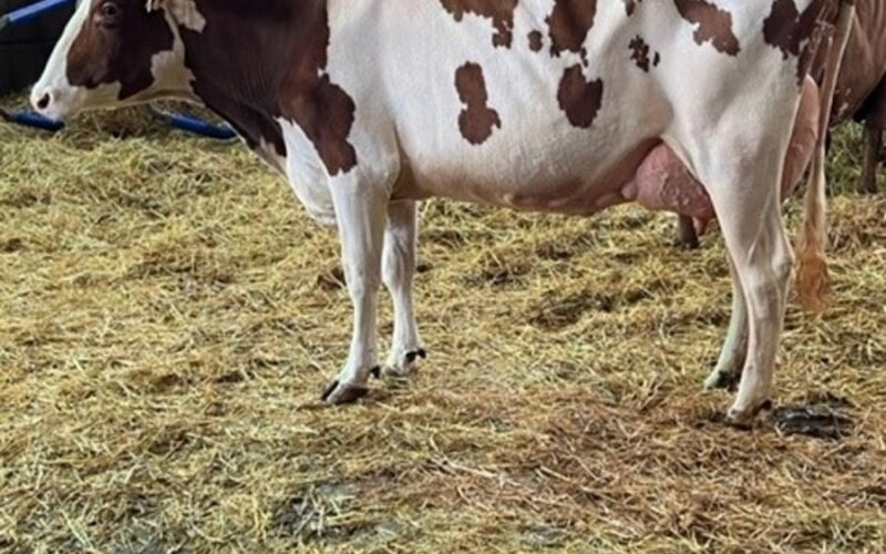 A second calved Sandyford Triclo daughter.