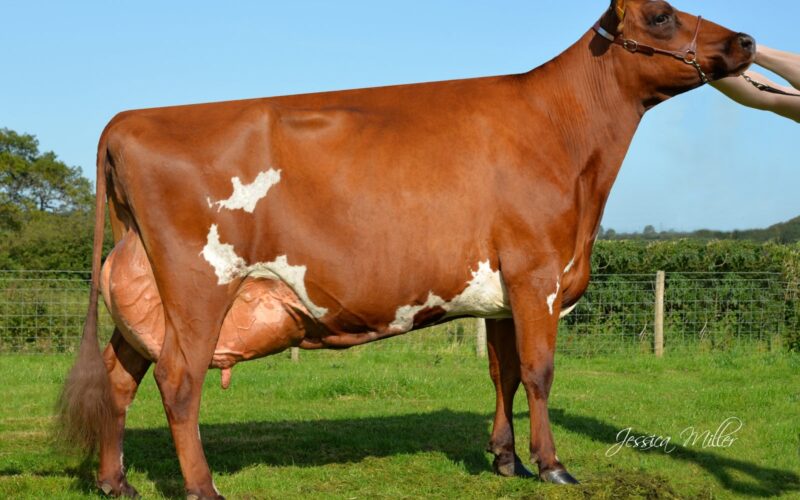 The dam of Troutbeck Daring - Troutbeck Burdette Jess 3