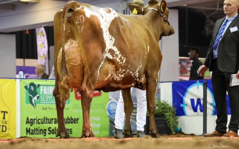 Champion Ayrshire Troutbeck Skyfall Peony