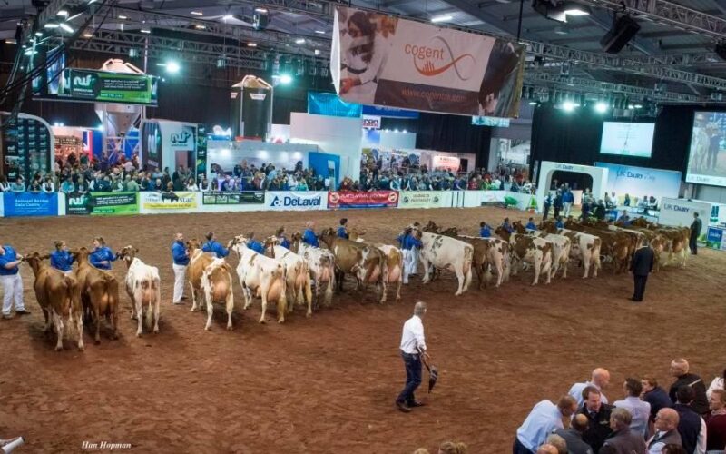 Ayrshire class at the 2017 show