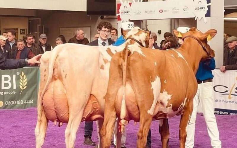 On the left is Morwick Peggy 126 who was Grand Champion and on the right is the Reserve Champion Swaites Nice Girl 37.