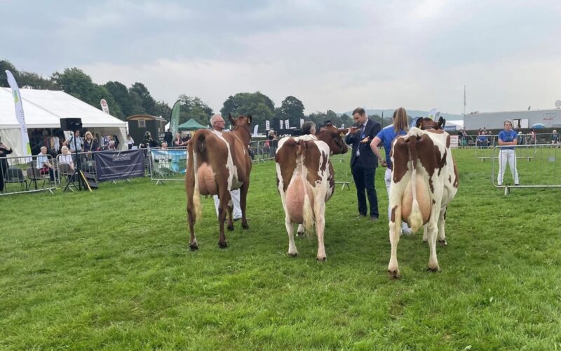 Champion Line Up