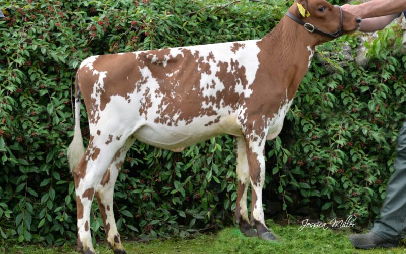 Daughter - Whitecroft Emmie 152