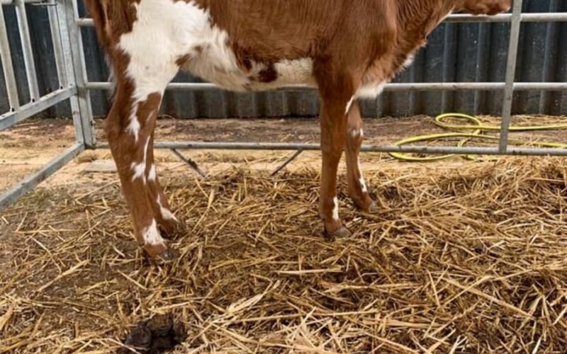 A daughter of Moathouse Monopoly in the Whitecroft herd