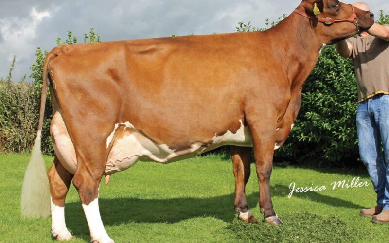 Grand dam of Nectar - Whitecroft Nellie EX94