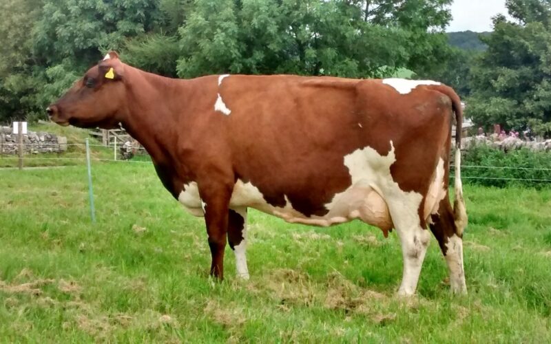 Whitecroft Nellie 49 EX92 the dam of Whitecroft Panell