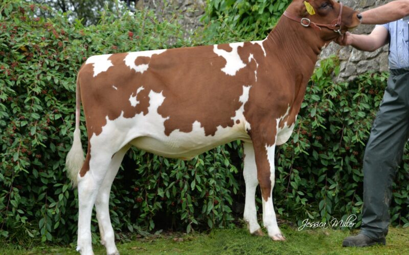 Whitecroft Panell Bella 60 - sired by Whitecroft Panell