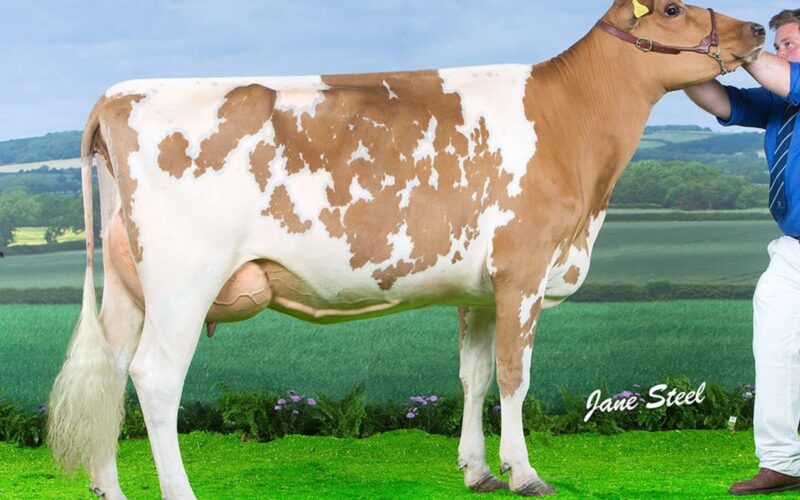 Willhome Challenger Amanda pictured as a two year old