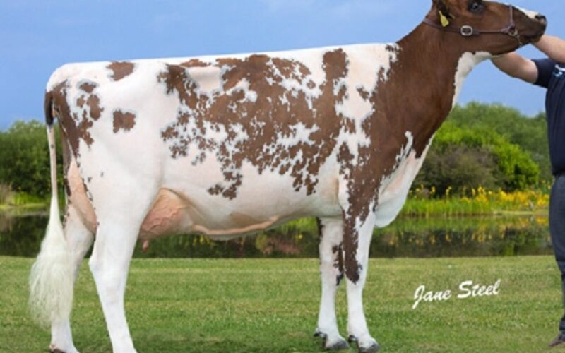 Willhome Modem Caroline VG 86
