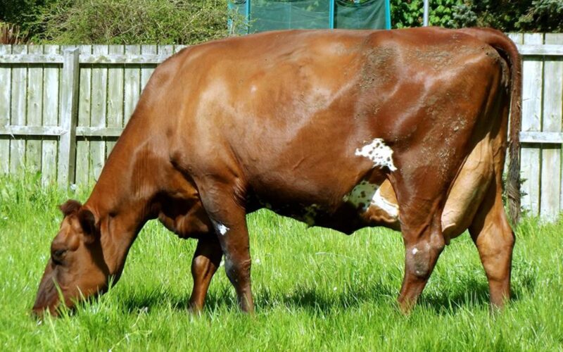 Willowfields Conceit 6 sired by West Mossgiel Modern Reality