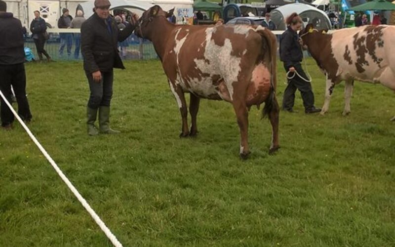 Willowfields Winnie 2nd