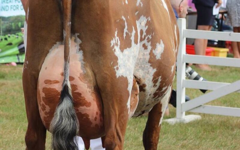 Supreme Champion at the Great Yorkshire Show 2018 - Willowfields Winnie sired by West Mossgiel Modern Reality