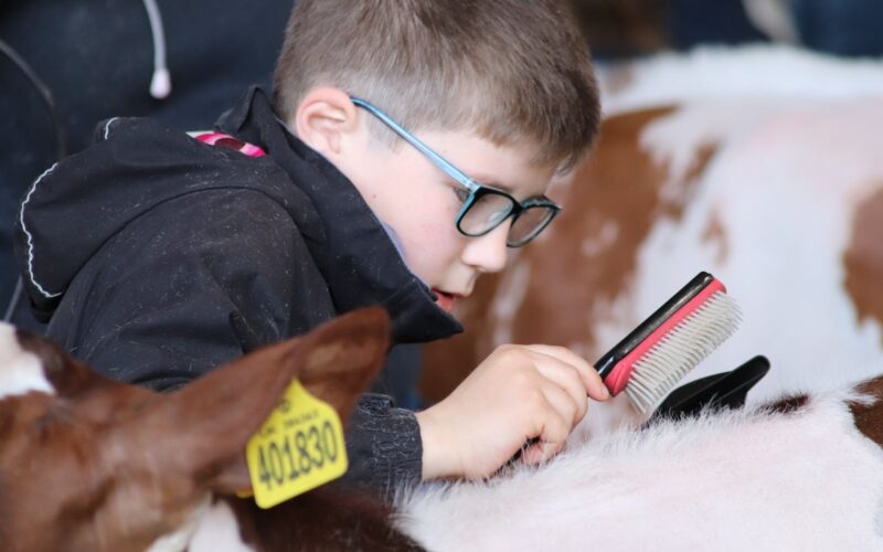 Mathew Gordon competing last year in the clipping competition at the Ayrshire Young Breeders Weekend.