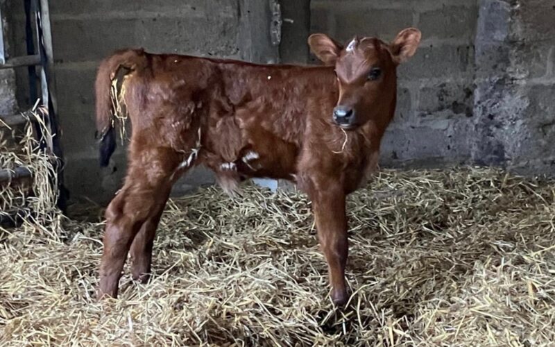 A early Hilltown Yukon Delta calf.