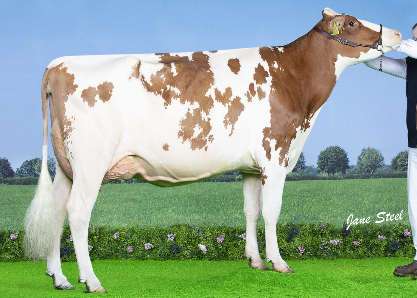 Kay R Cattle Class K - Ayrshire Cattle Society