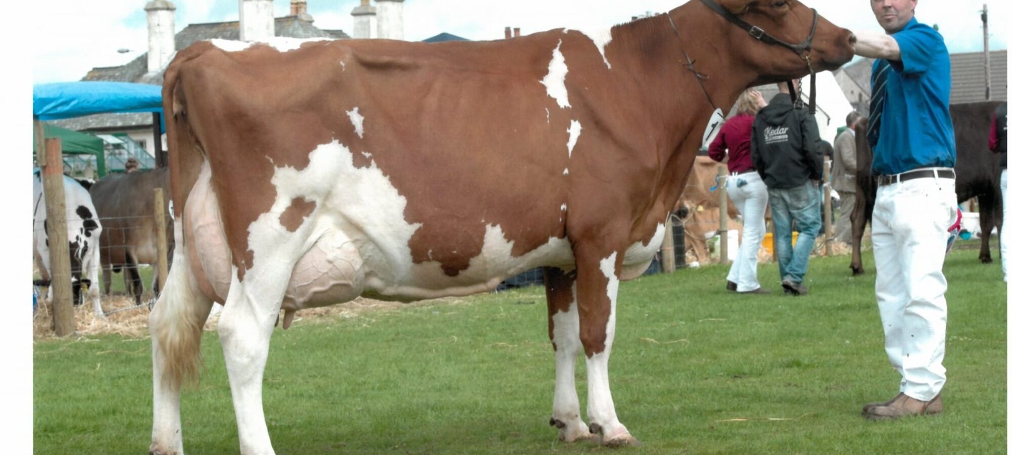 Lot 30, Stevenson’s Bunty 114 EX94-2E- sold to the second top price of 2500gns