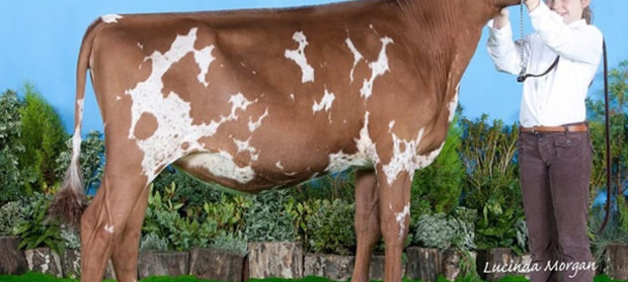 Sandyford Star Clover 3 from E T Tomlinson & family sells for 8,000 gns to Andrew Rimmer