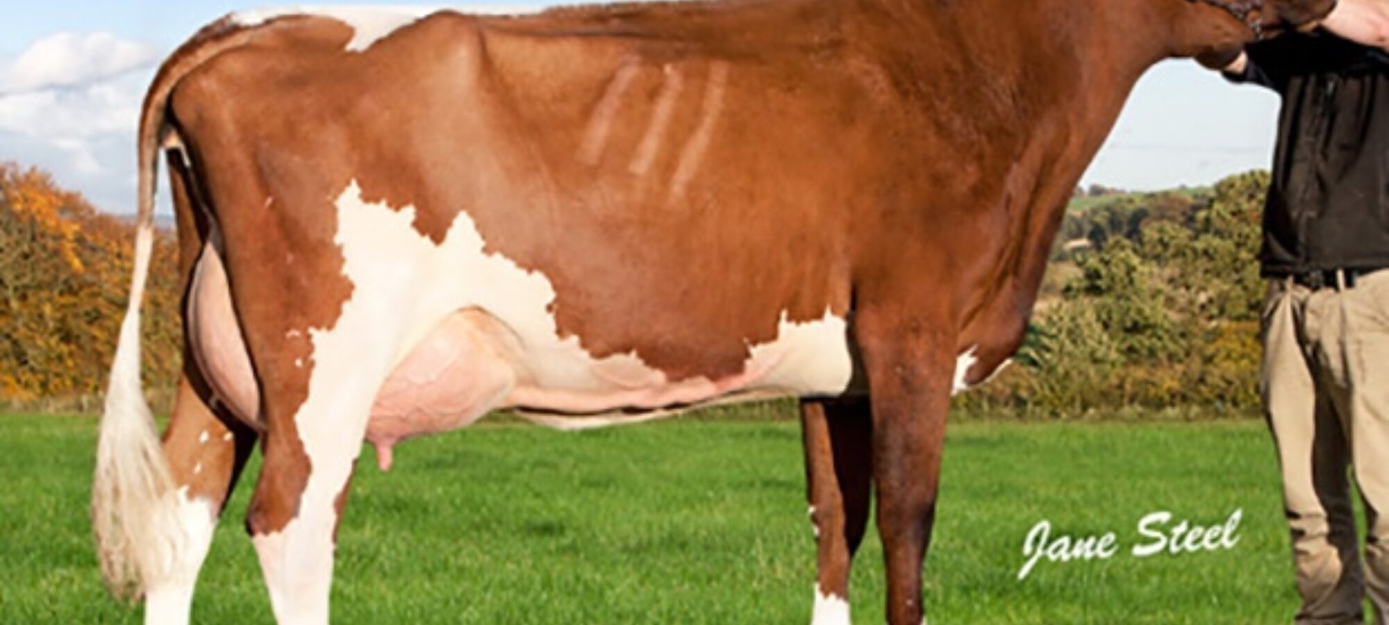 Cuthill Towers Regal Ray 11th VG 88