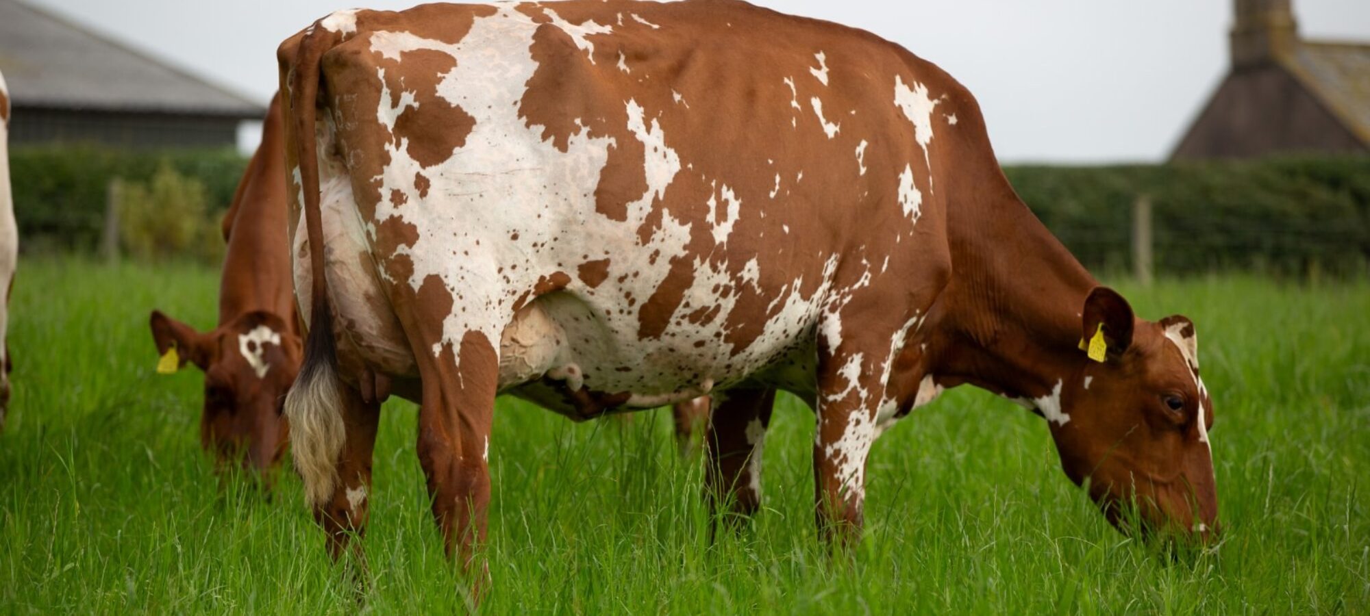 Lot 107 - Middle Jean KM 2 - Top Price