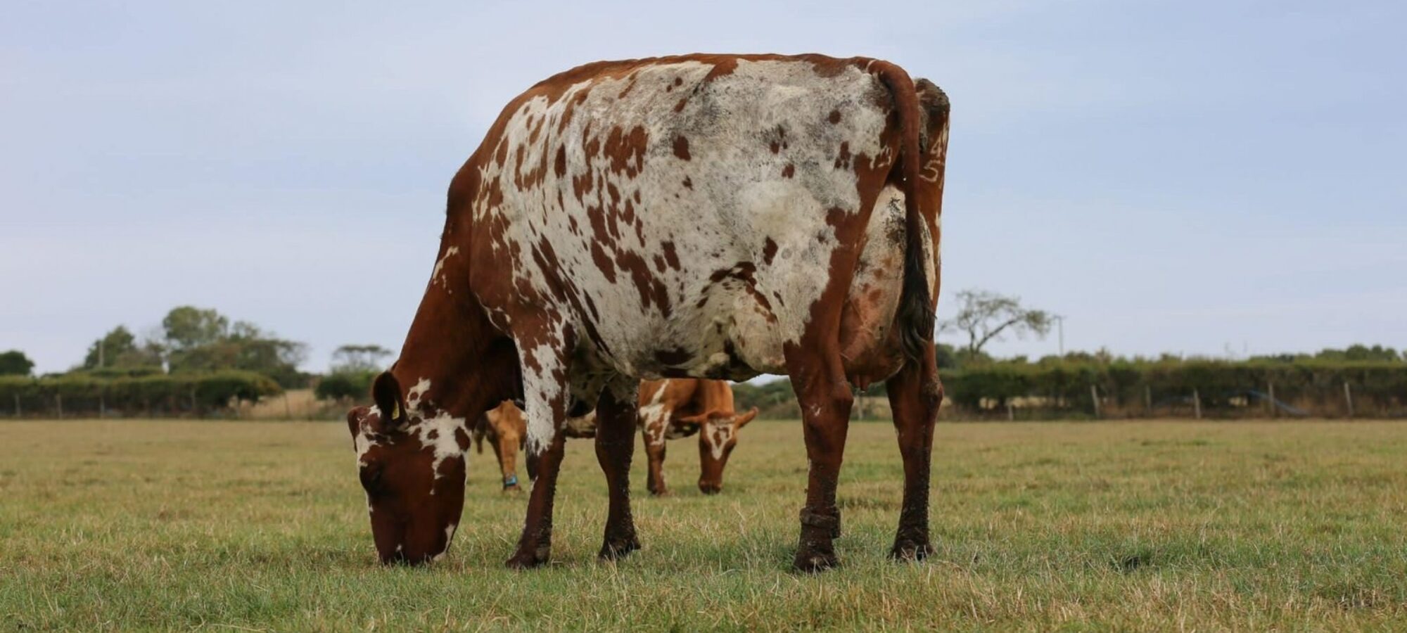 Lot. 97 - Rhos Yankee Lady Lottie