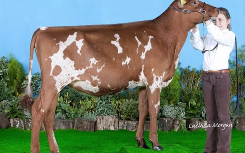 Sandyford Star Clover 3 from E T Tomlinson & family sells for 8,000 gns to Andrew Rimmer