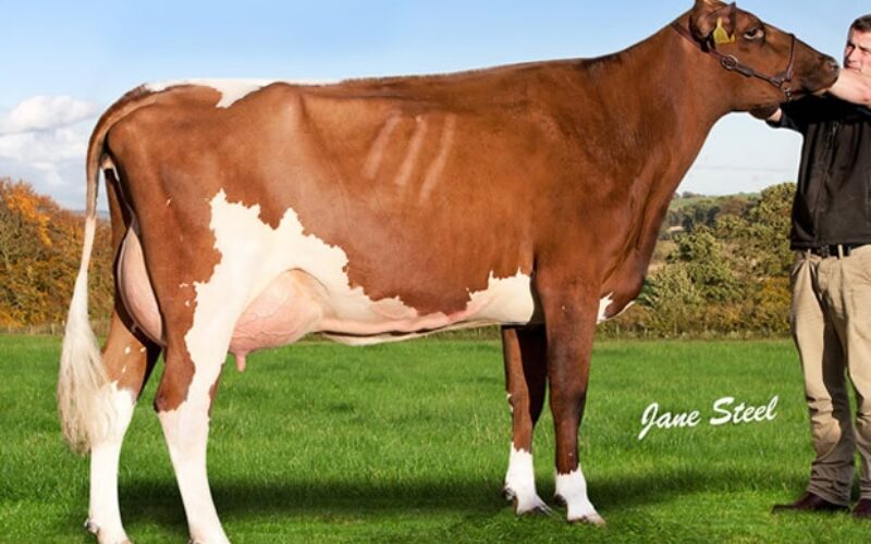 Cuthill Towers Regal Ray 11th VG 88