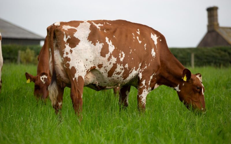 Lot 107 - Middle Jean KM 2 - Top Price