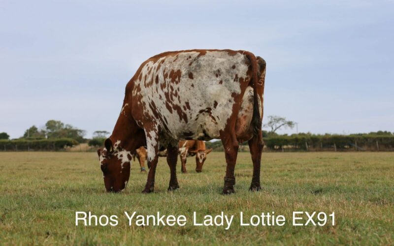 Lot. 97 - Rhos Yankee Lady Lottie