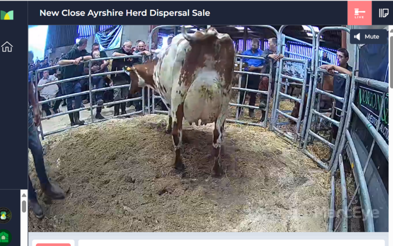 Top price at 5400 gns New Close Linnet 84 EX91
