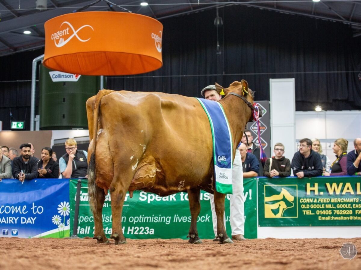 NATIONAL AYRSHIRE SHOW CHAMPION 2025
