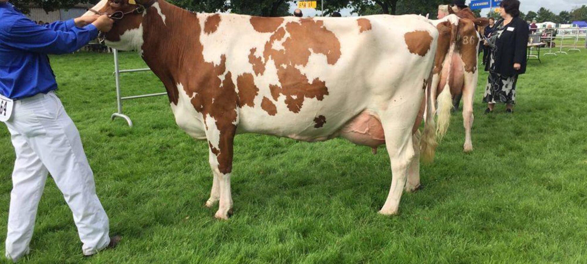 Breed Champion - Twemlow Peggy 12 EX 92 (Twemlow Major Threat) - J Smith