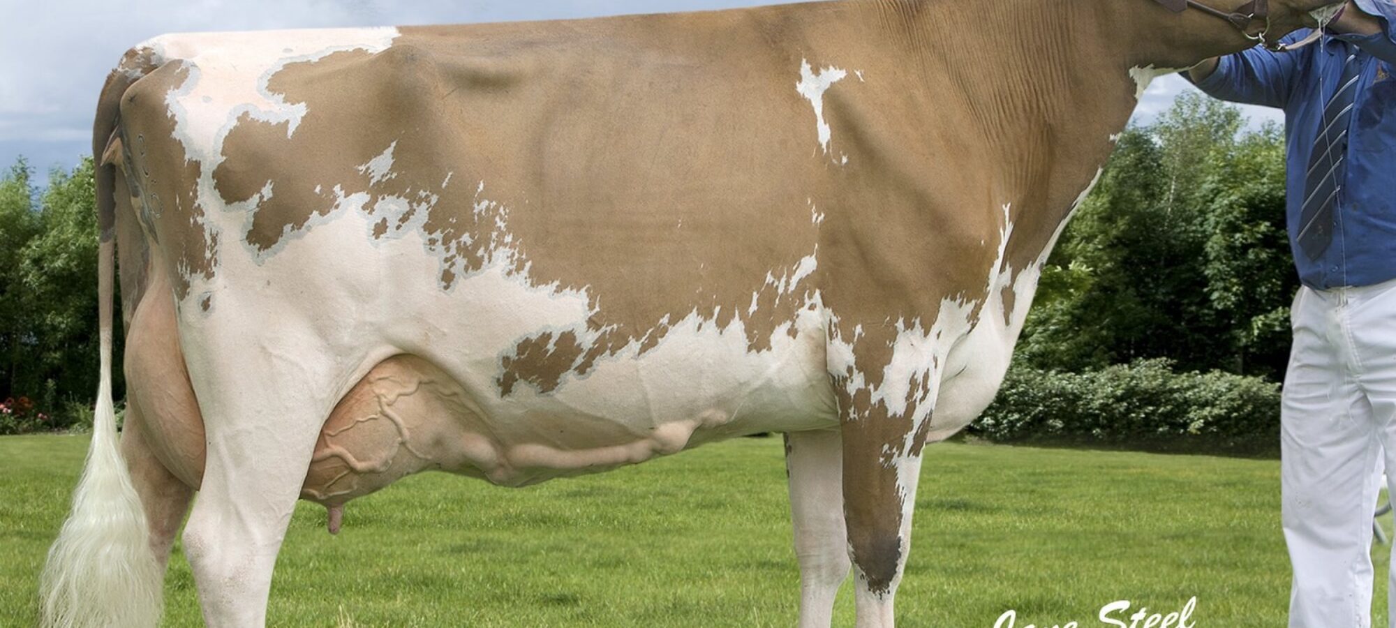 Ayrshire Champion - Sanderson George Evergreen 310 EX 92 - D & C Sanderson