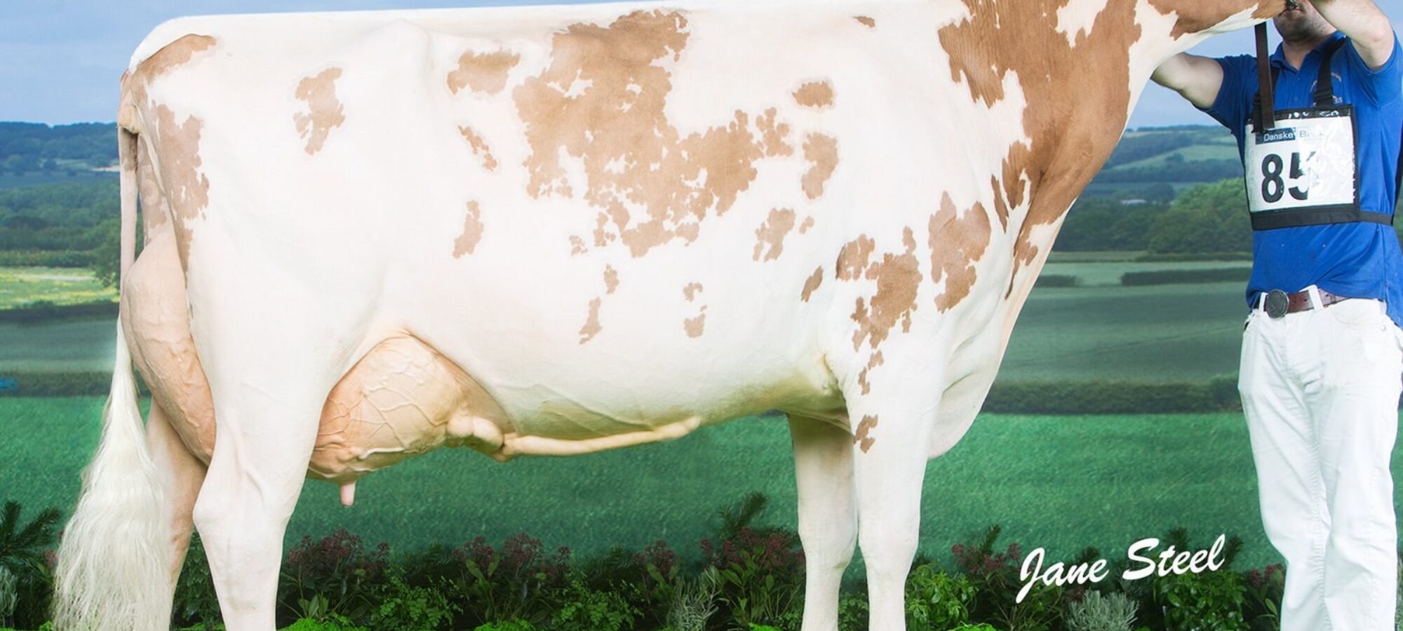 Sandyford Honest Blizzard EX 92