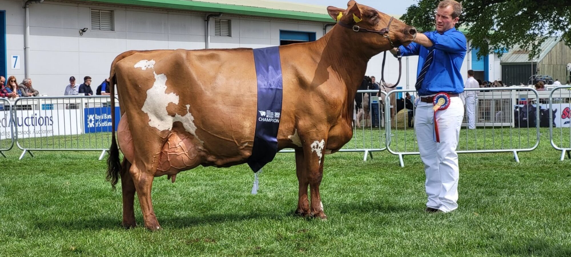 Champion Ayrshire & Interbreed - Hilltower Modern Marcy