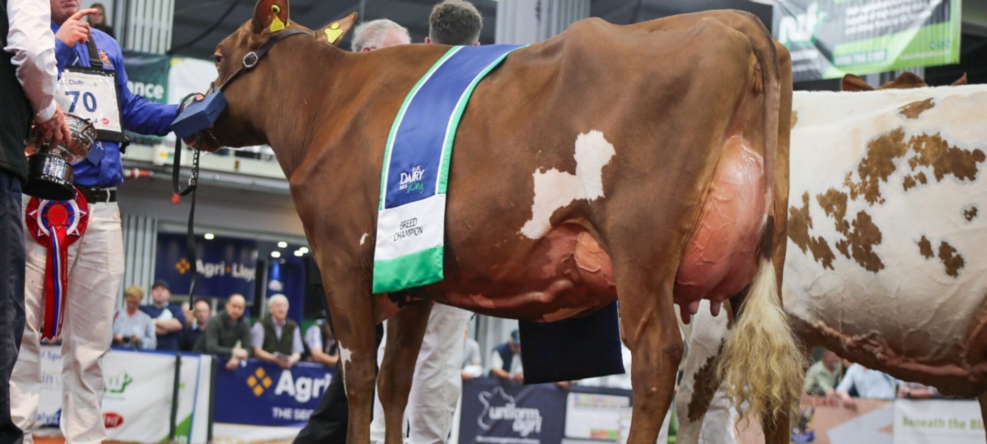 Ayrshire Champion - Allstar Ringer Joybell