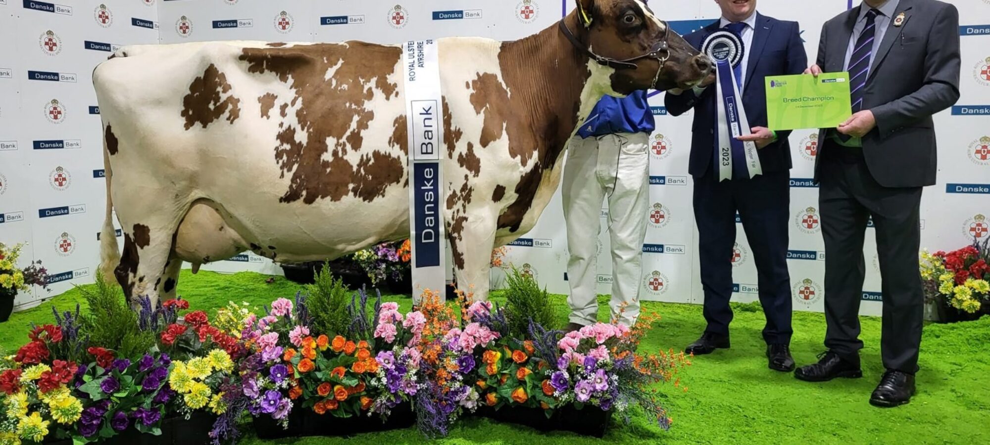 Champion - Fortfield Nancy 50