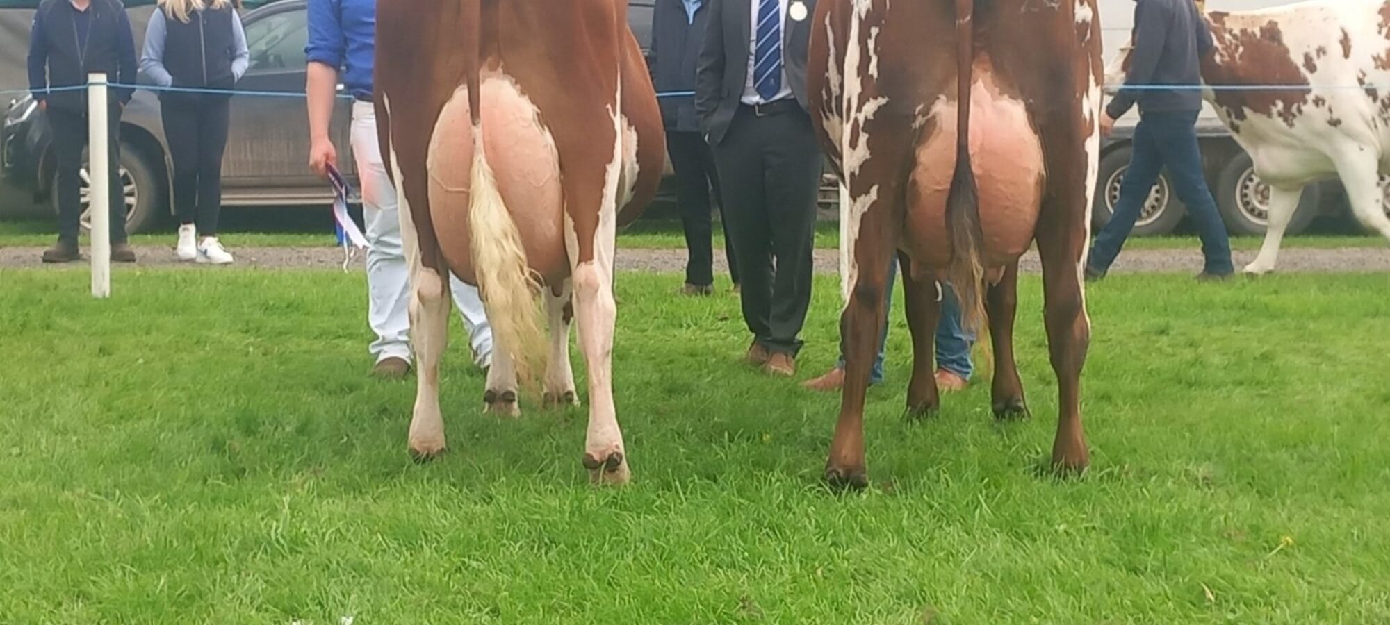 Champion (L) & Reserve (R)