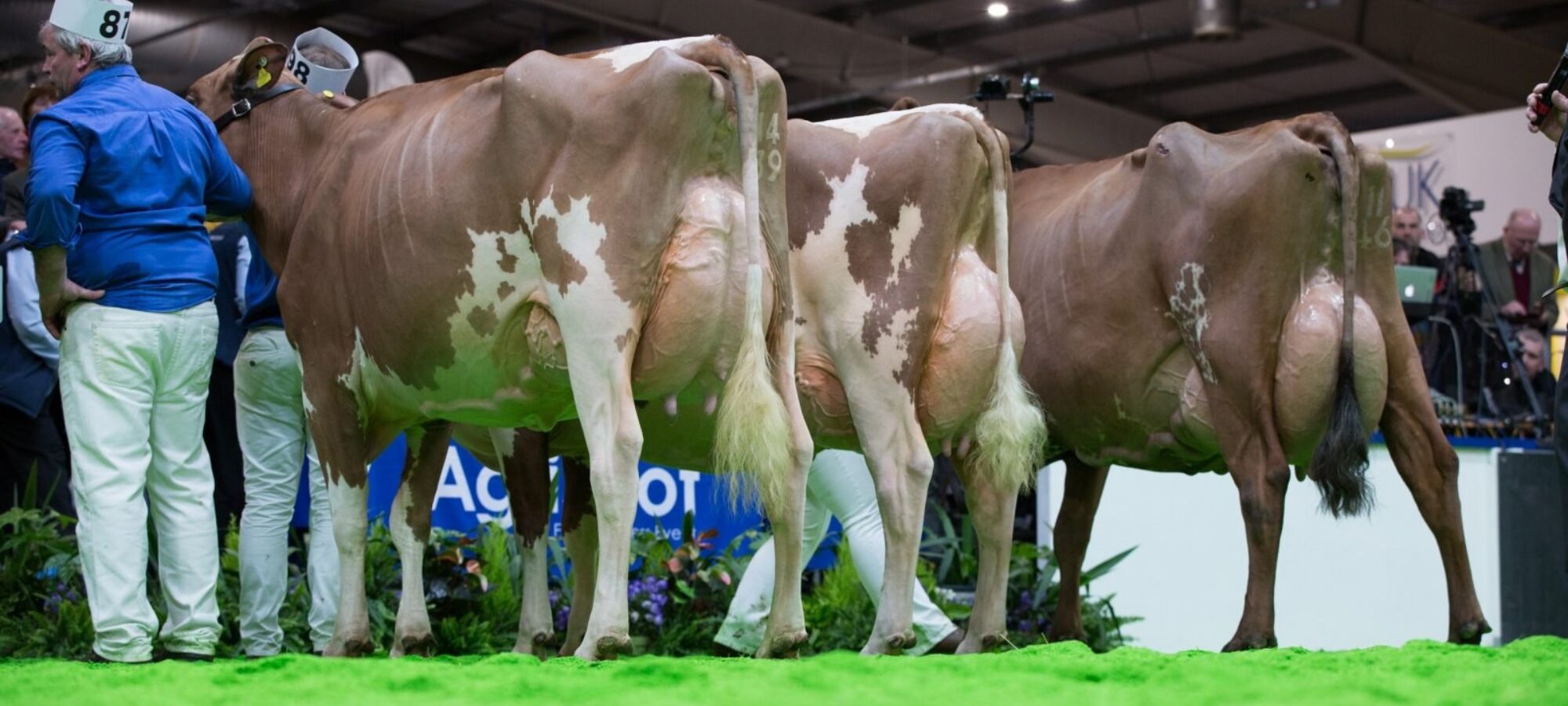 Champion Line Up