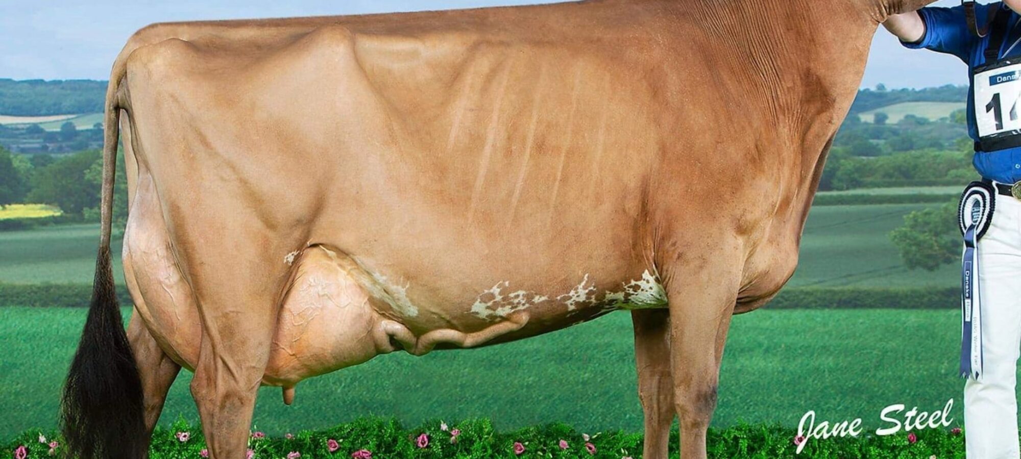 Breed Champion Ardmore Janet 110