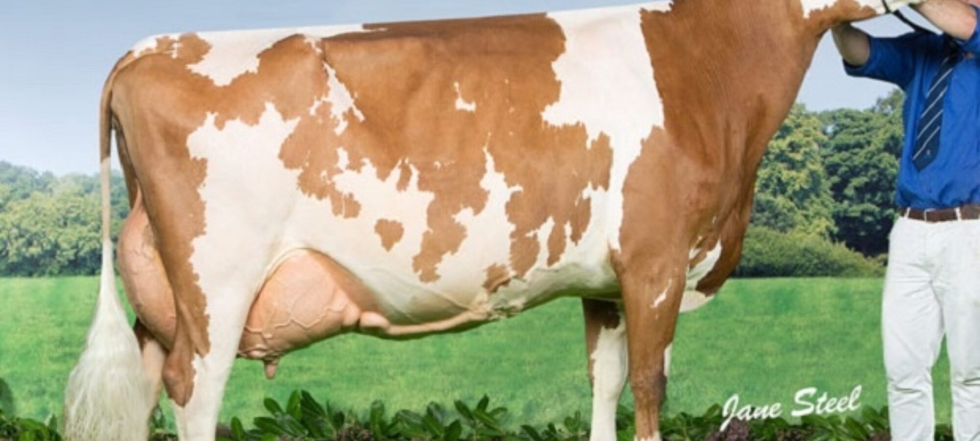 Cuthill Towers White Patch 11 EX 91 (Lagace Modem) - A & S Lawrie