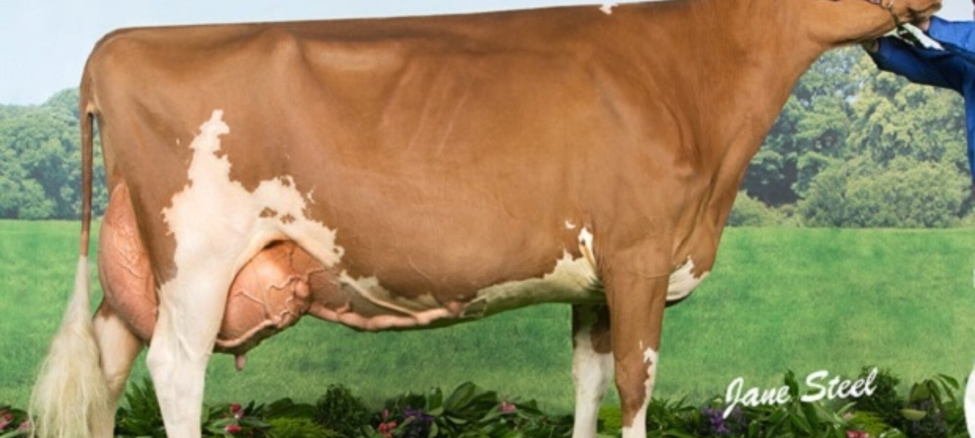 Ayrshire Champion - Loukat Lucky EX 94