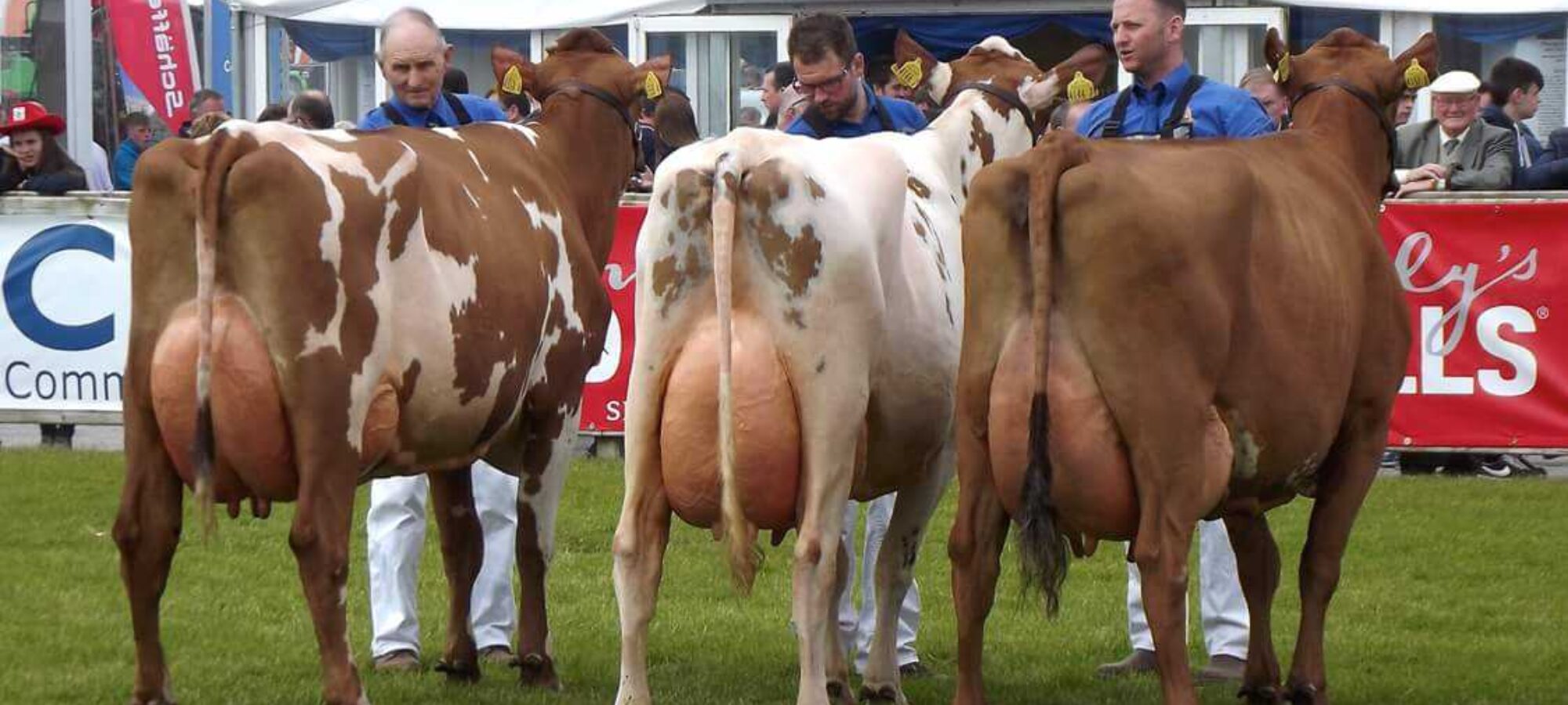 Intyerbreed Champion Group from J and M Hunter