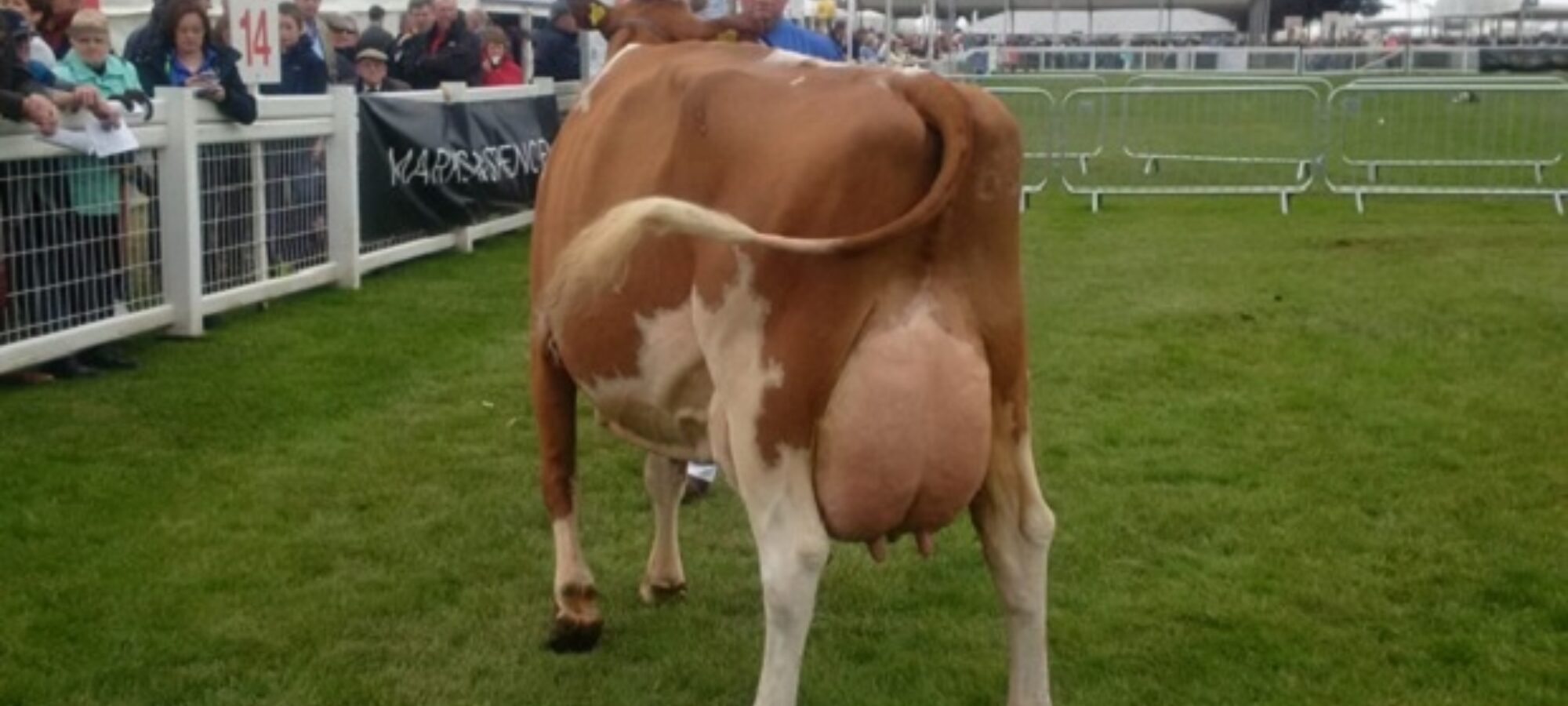 Barr Sandy Rose 56 EX 94 (Barr Aviator) - D M Lindsay