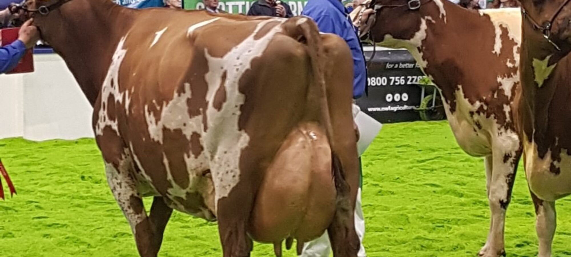 Breed Champion Bruchag Burdette Miss Ella