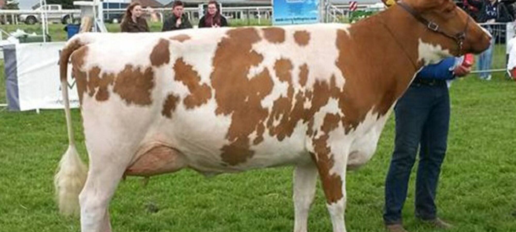 Champion - Harperfield Pan - D M Lindsay