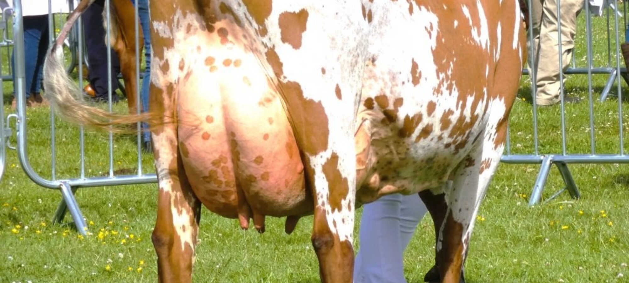 Champion - Rivermead Elvis Anita, Mr M The Davis Family