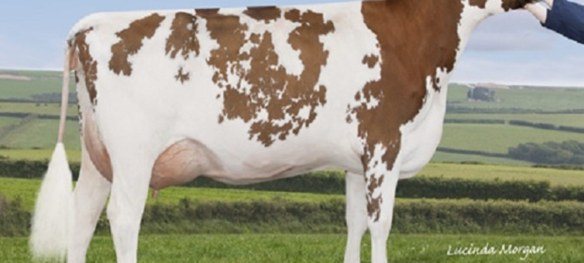 Coombe Perfek Peach (Haresfoot Simply Perfek) - B J Coombe (Harvey Bros)