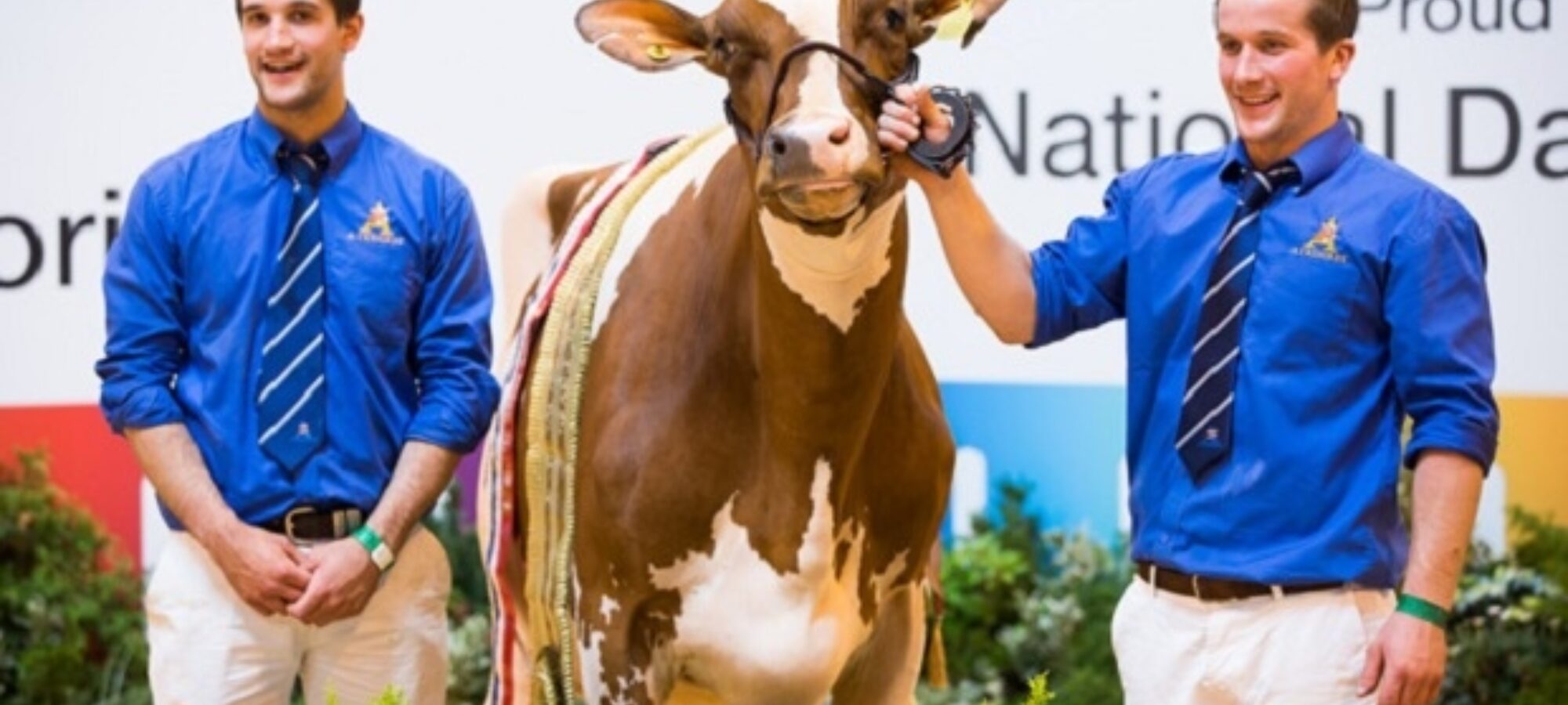 David & James Lawrie with their Ayrshire Champion - Cuthill Towers Radar Ray 13 EX 93