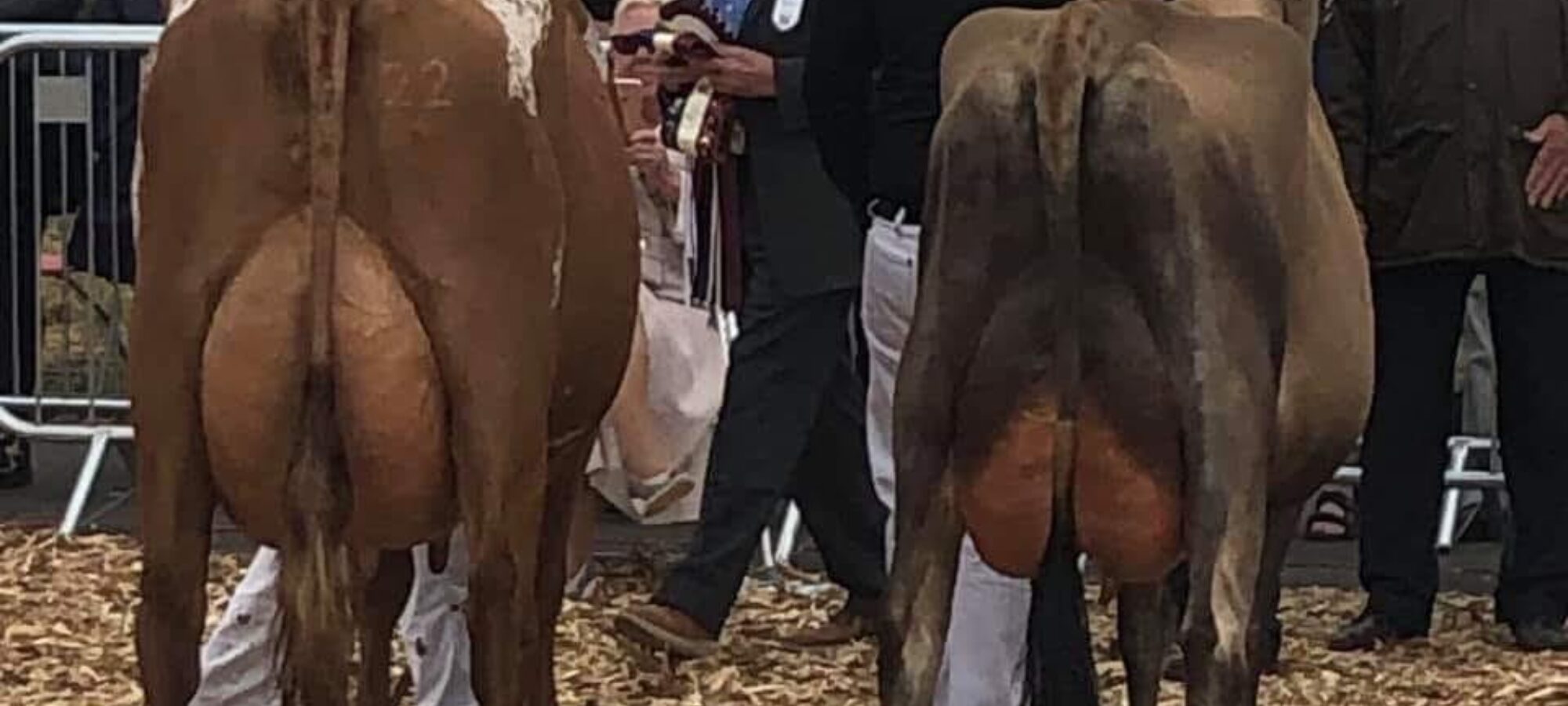 Gargus Jemima 3 Receiving the Interbreed Dairy Champion award